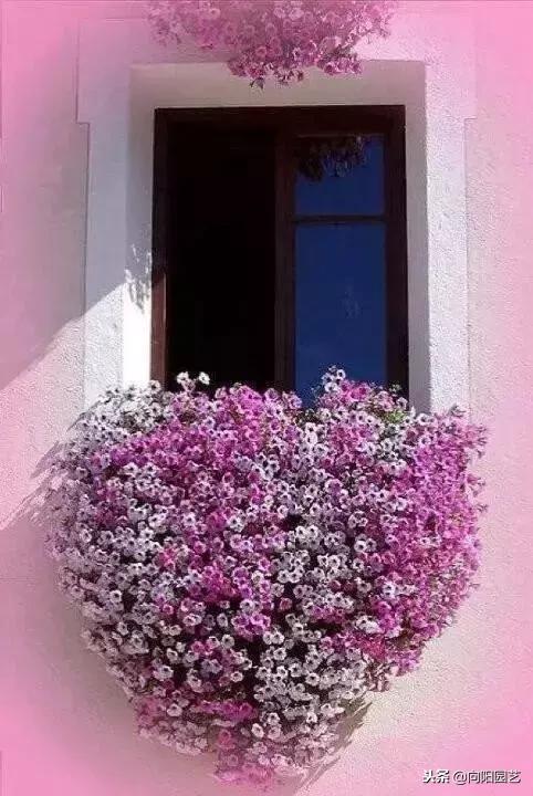 德国人的花与窗—自己的花是让别人看的~你看到了吗