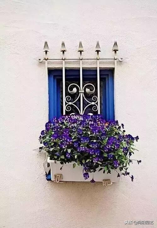 德国人的花与窗—自己的花是让别人看的~你看到了吗