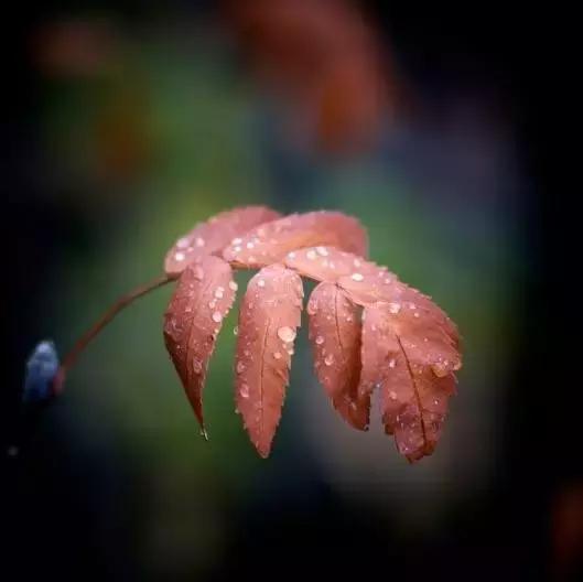 秋天的雨，似乎是蒙在天地间的一层纱总让人沉醉