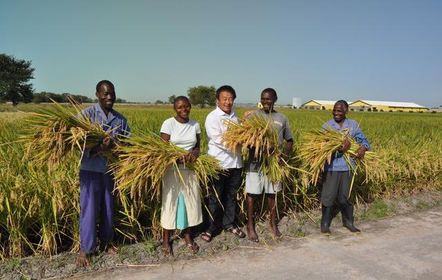 厉害了Word重庆农业专家 把水稻种到了非洲！