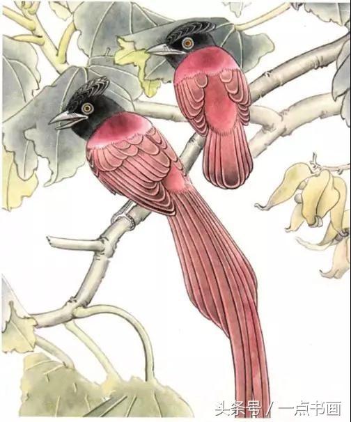 图文教程 丨 寿带鸟工笔绘制步骤