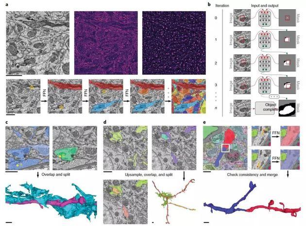 谷歌AI自动重构3D大脑 最高精度绘制神经元