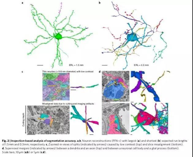 谷歌AI自动重构3D大脑 最高精度绘制神经元