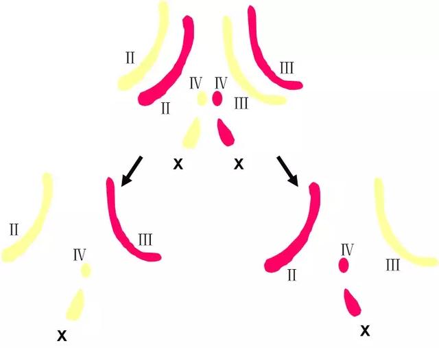 【高考生物】染色体变异专题详解，学起来！