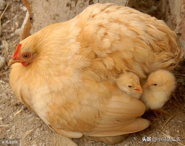 又到了母鸡孵小鸡的季节，母鸡孵小鸡时要注意什么呢