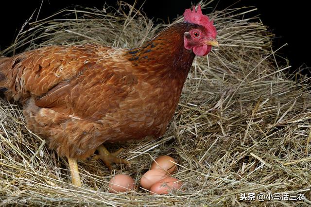 又到了母鸡孵小鸡的季节，母鸡孵小鸡时要注意什么呢