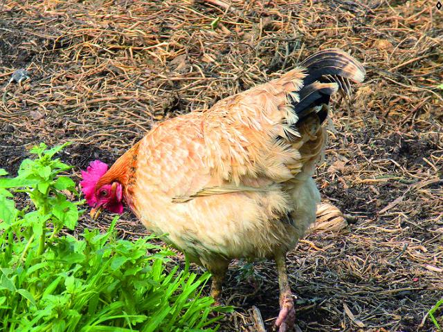 在农村母鸡学公鸡叫就要杀掉？是迷信还是有依据？