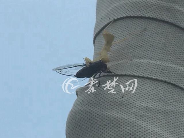听说过“螳螂捕蝉”，你见过真实版的“螳螂捕蝉”吗
