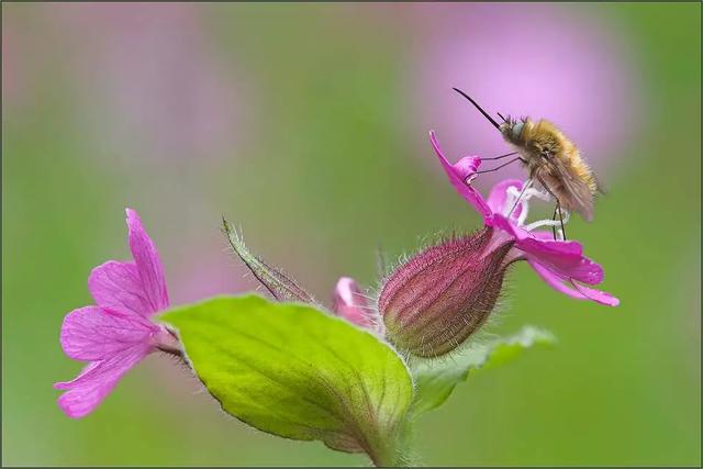 蜜蜂与花卉摄影