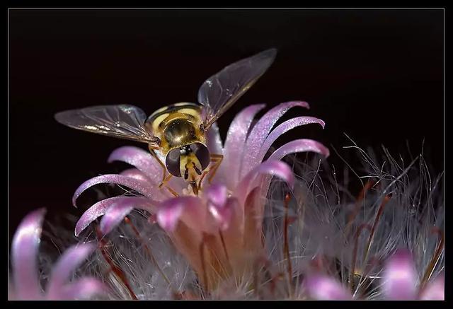 蜜蜂与花卉摄影