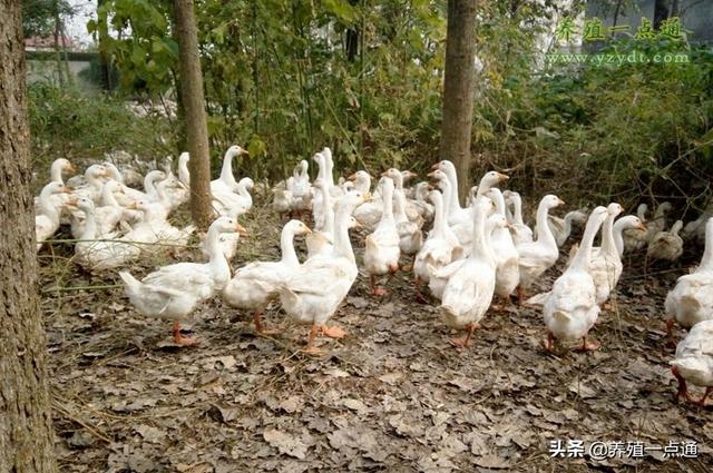 闽北白鹅三段式饲养管理及人工配种、防病技术