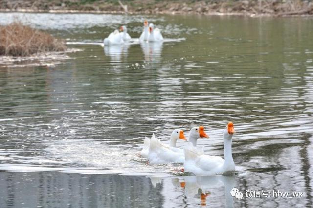 鹅，鹅，鹅，曲项向天歌！桃园公园里来了7只大白鹅……
