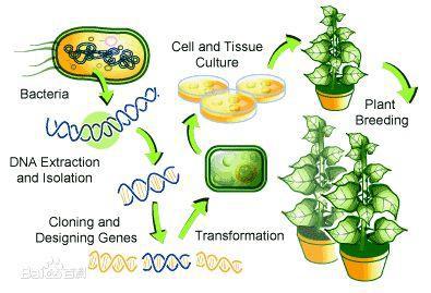 生物技术的核心——基因工程即重组DNA技术