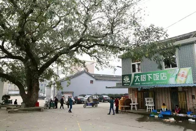 百年枫杨大树下，开了一家大树下饭店，一碗敲骨酱已经很难吃到！