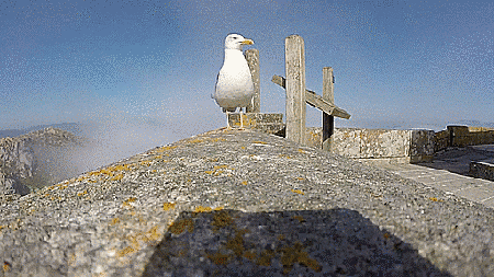 海鸥偷相机：航拍堪比无人机