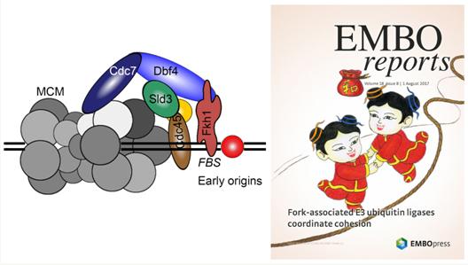 我国学者在酵母 DNA 复制与<a href='https://www.qiaoshan022.cn/tags/jiemeiransedanti_34204_1.html' target='_blank'>姐妹染色单体</a>黏连取得新进展