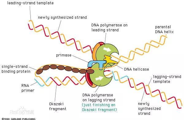 《科学》重磅：开天辟地！人类首次可控DNA复制速度杀死癌细胞！