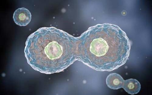 Science破解DNA复制速度如何调控，可用于抗癌
