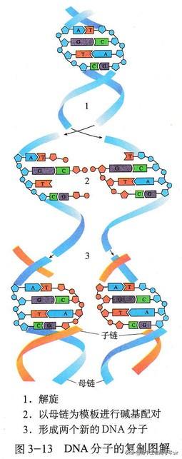 高中生物-DNA的复制和计算